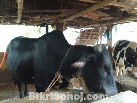 শাহি ওয়াল ষার গরু ষার নয় যেন কালো রঙের হাতি!